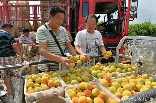 农民种植每年价格都在上涨它，落地价5元一斤，年入几十万