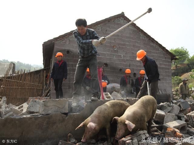 这两个省提出将重新调整完善禁养区划定，养猪场原则上不再关停