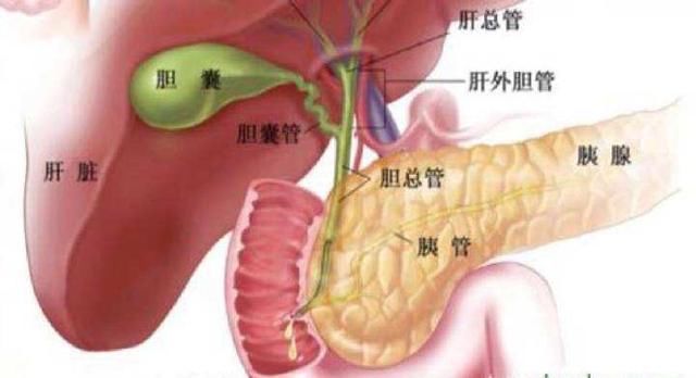 胆摘除的人口_胆摘除照片(2)