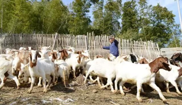 国家对养殖业扶持力度加大,最高补贴500万!