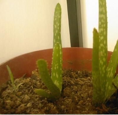 老妹最近总是割我的芦荟敷脸,一不小心一盆变