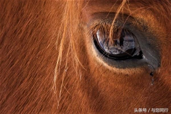 大美新疆 锦绣昭苏