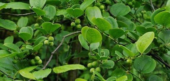 山林野菜之菝葜，认识它的请举手！祛风除湿效果好