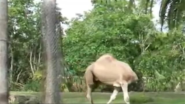 动物园里奇异现象:无头骆驼慢条斯理散步!网