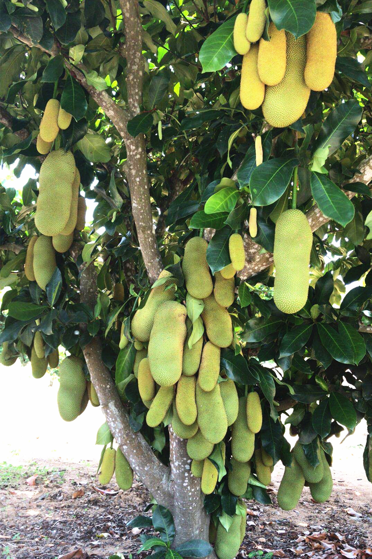 榴莲蜜与菠萝蜜的嫁接成果,硕果累累,可以说是