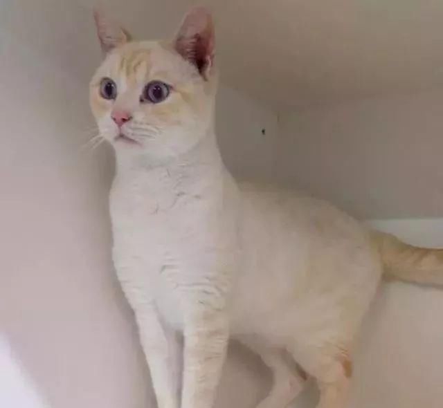 调皮猫咪2次被拒养,它却凭搞怪再被收养,奇怪动作真是萌翻了 老葡京娱乐场