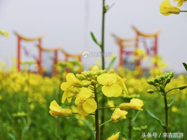 好多泉州人都挤着去的这片油菜花田，你还没去看？