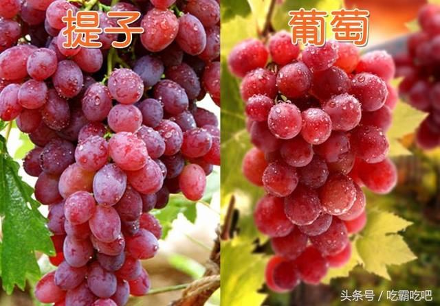 水果也有“双胞胎”！除了榴莲和菠萝蜜，全分清的才是高级吃货！