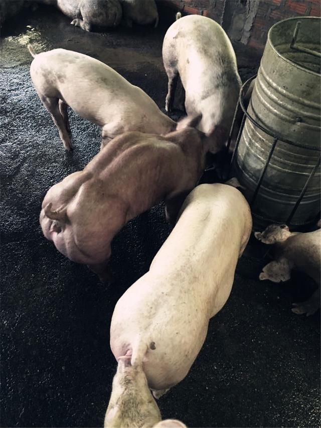 世界上最强壮的猪,全身肌肉虬结,但是方法却让