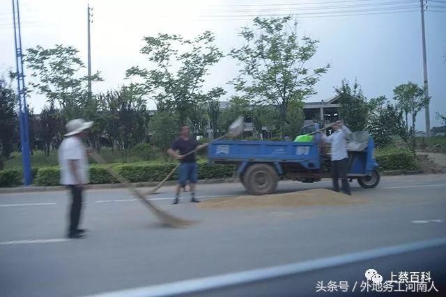 今年河南上蔡小麦收成咋样听听农民怎么说