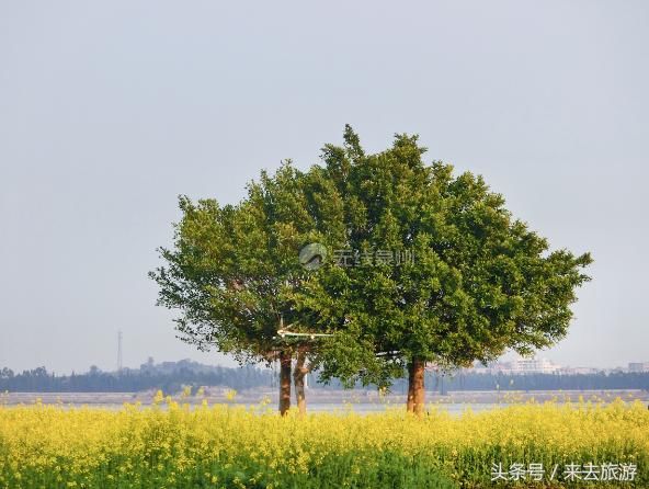 好多泉州人都挤着去的这片油菜花田，你还没去看？