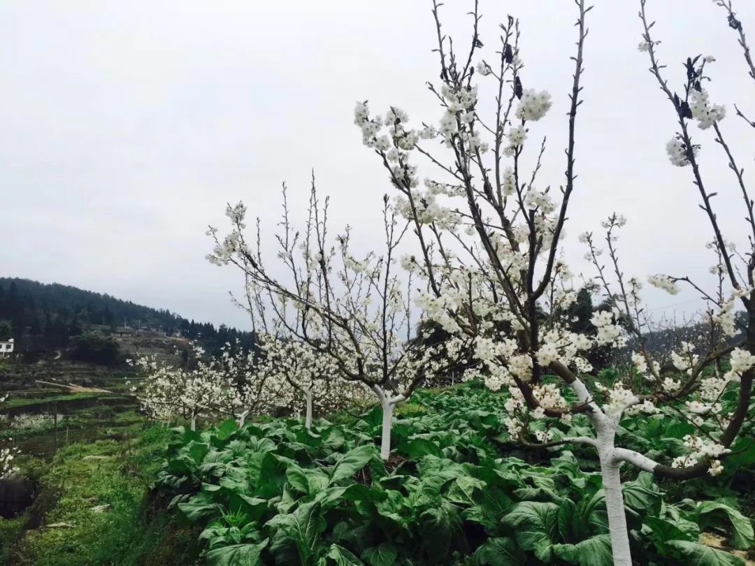 春游赏花踏青的看过来，自驾路线、交通提示在这里！