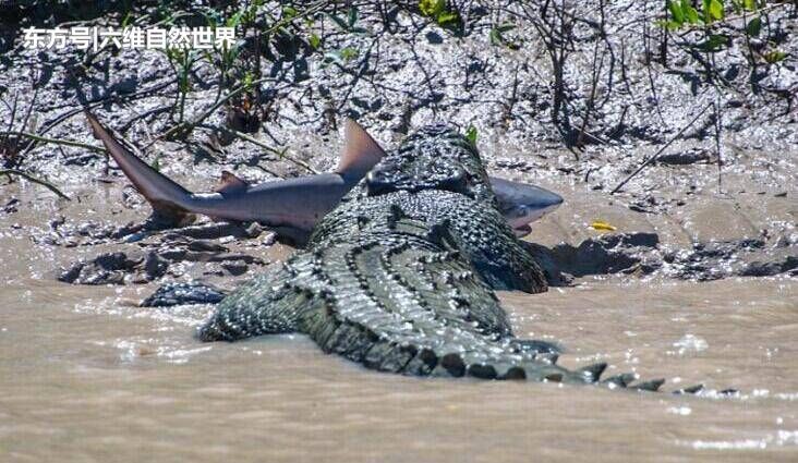 大鳄鱼秒杀小鲨鱼,有本事到深海与大白鲨决战