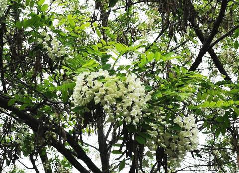 槐花蜜是凉性的吗?洋槐蜜是不是凉性的?