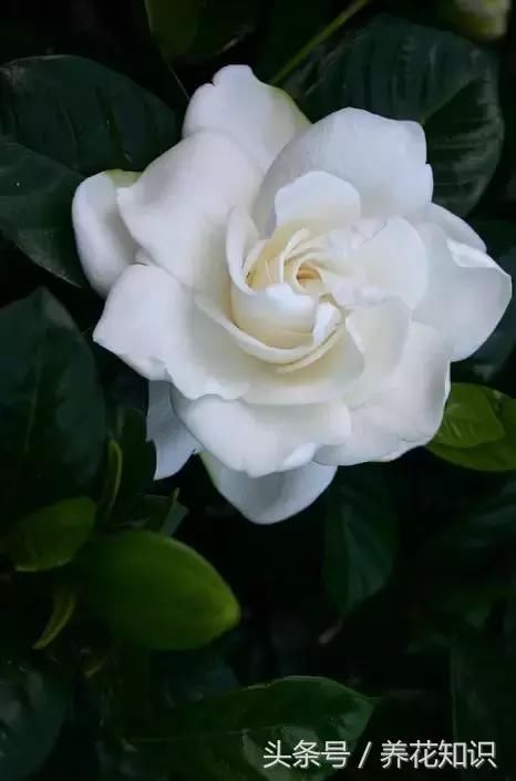 栀子花、富贵竹，为什么你养着养着就黄了