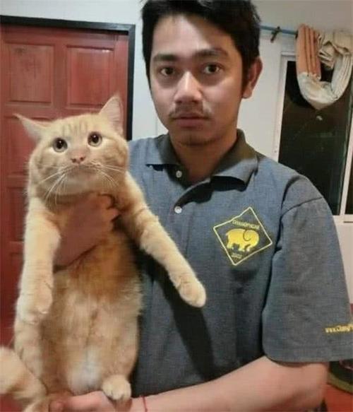 橘猫越吃越瘦,铲屎官抱不想一看,网友:谁起来图片猫咪搞笑可爱的头像拥图片