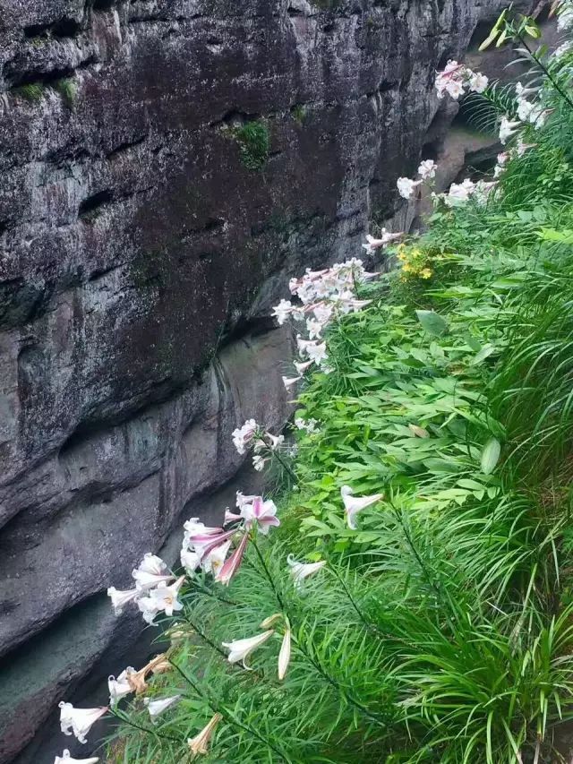 在水一方 山歌飘扬 百合绽放！五一请来三明这个丹霞绝壁奇景畅游