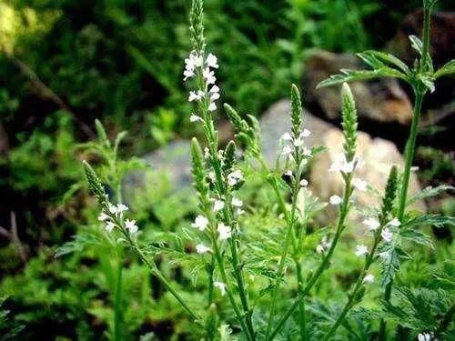 农民伯伯以为它是山野杂草，却不知它是妇科、痔疮、水肿的良药!