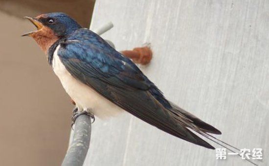 受伤的燕子雏鸟要怎么养?燕子雏鸟的喂养与放