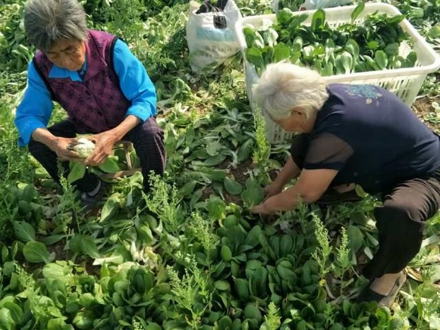 农村老人起早贪黑挖油菜，只为赚点零花钱