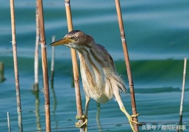 非洲的集体婚礼，为什么新郎，新娘看上去一点都不开心啊