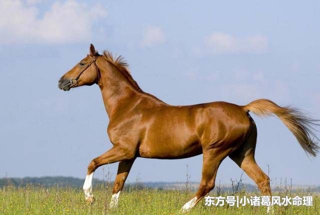 生肖马跟贵人在一起就能够前途无量,飞黄腾达,珍惜贵人