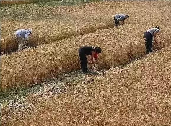 人工割麦打场中的童年记忆