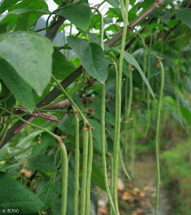 豇豆栽培技术简介