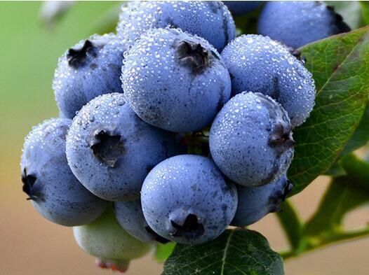 蓝莓能提高脑力保护心脏?孕妇吃蓝莓对胎儿好