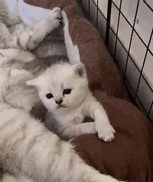 这绝对是待遇最差的一届猫咪 钱柜手机国际娱乐