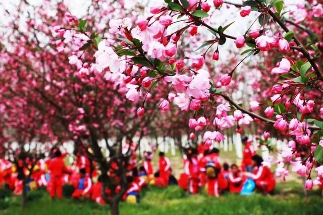合肥第四届海棠花海赏花节即将开幕!