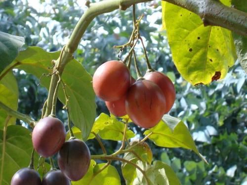 国外的4种水果,没见过也没吃过,你能吃到一个