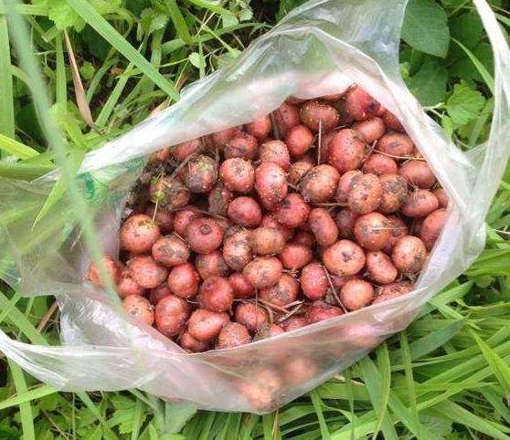 这种野果子酸甜美味,是很多人儿时的回忆