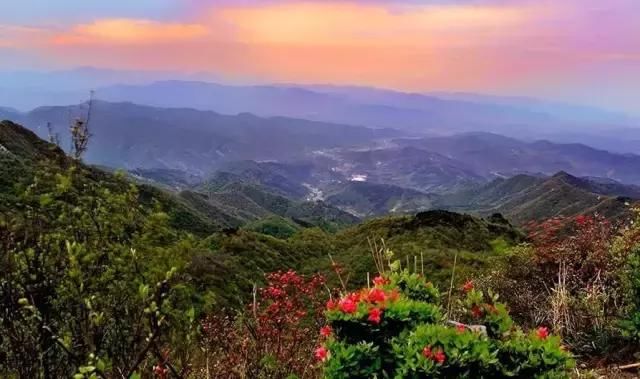 河南这5个地方的野生杜鹃山都染红了天！趁着假期赶紧看花去