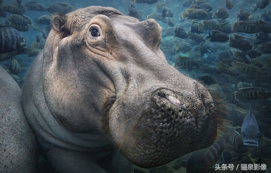 Tim Flach:唤起怜悯之心 充满人性的动物肖像