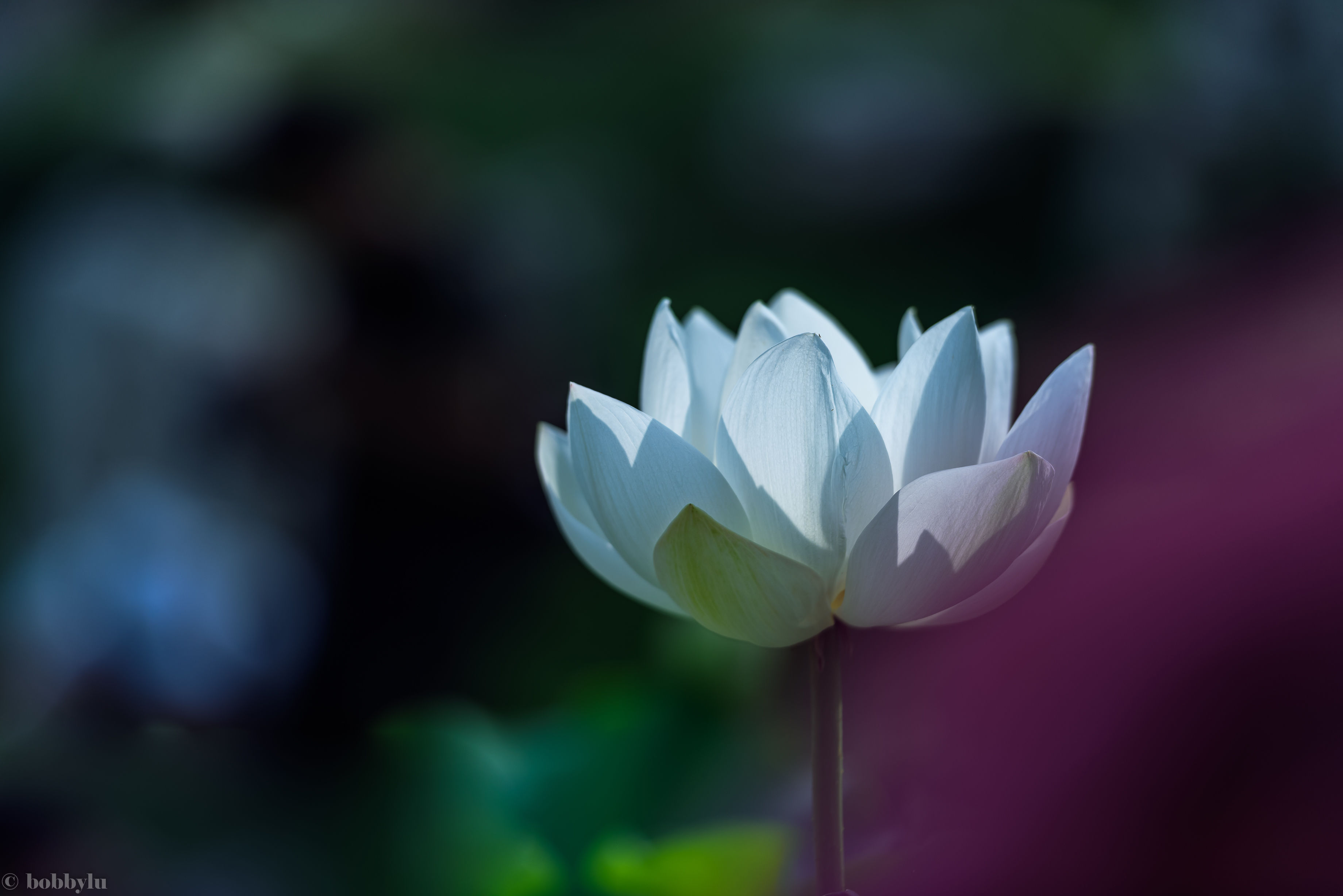 铁塔千古情 荷色更天香