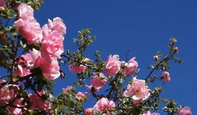 这座民宿位于玉龙雪山脚下第一村旁，是99％的游客都不知道的秘境