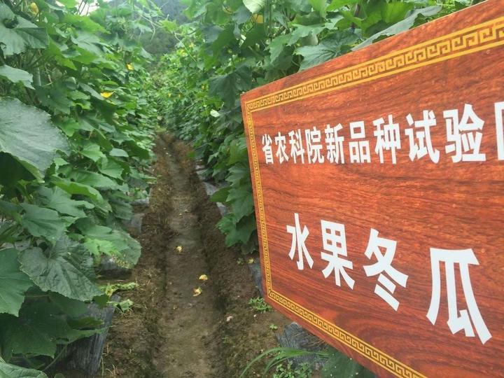 新品种带来新效益 浦江乡贤带回来的水果冬瓜