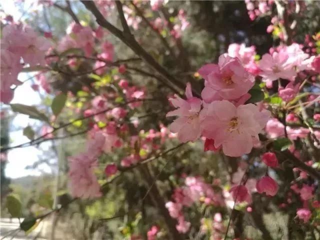 玉溪最全赏花攻略来了，花海之约不要错过!