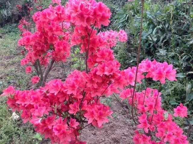 龙门花海 赏花之旅