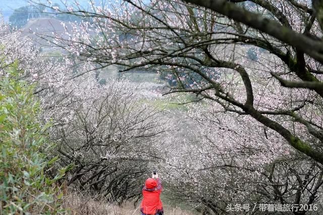 奉化莼湖私藏赏梅胜地，自带仙气，美过日本樱花！