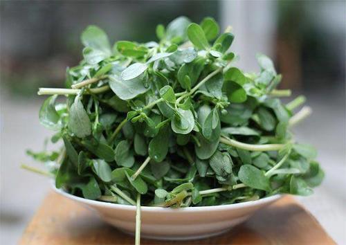 苦夏的朋友吃点马齿菜,很多人却不在意,现在知