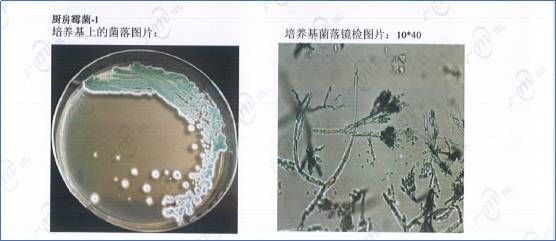 小心!厨卫三大霉菌成健康杀手! --安泰家装胶发起“厨卫霉菌大突