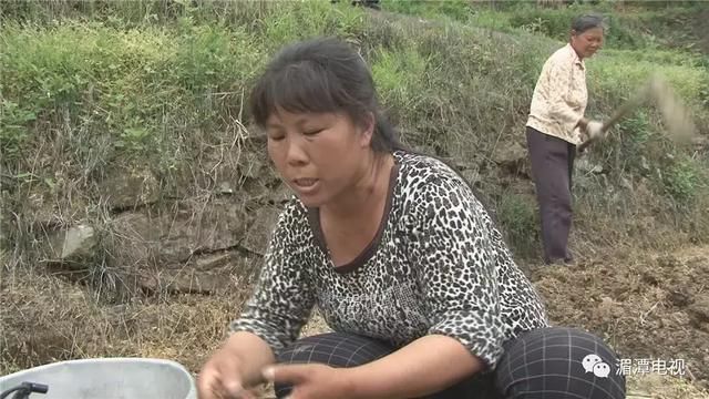 鱼泉街道：发展中药材种植 托起村民致富梦