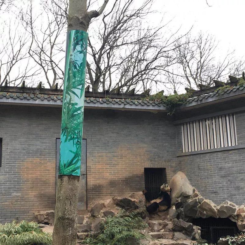 大熊猫 成就 怎样了?为什么去邵逸夫手术?在哪