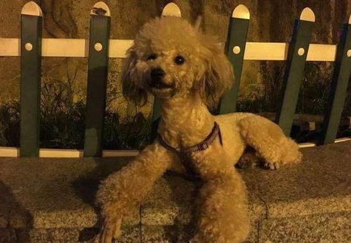 国家关于小区养狗规定