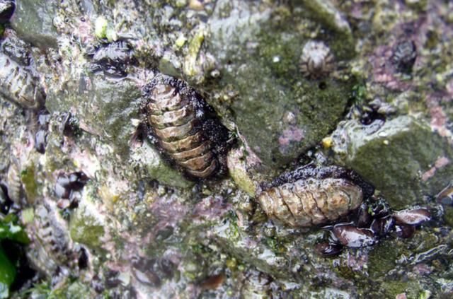 探险中找到模样奇怪的生物，当地人如获至宝变身成热烈追捧的美食