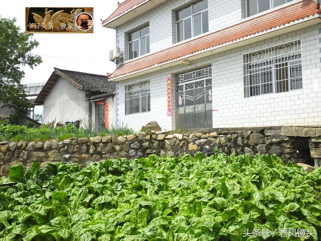 湖北宜昌:乡村,农房与厚皮菜!厚皮菜做猪草,食