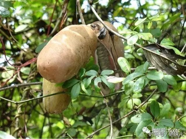 硒妹儿:山上最诱人的野果木通(八月炸)