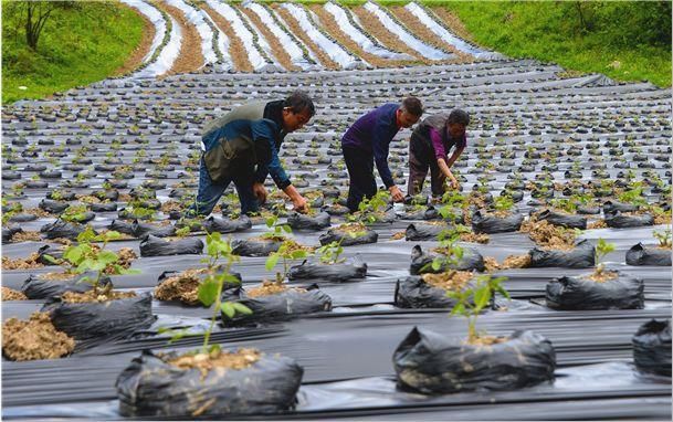 脱贫攻坚春风行动｜黄洋村：开出治贫“药方”，让群众变“工人”